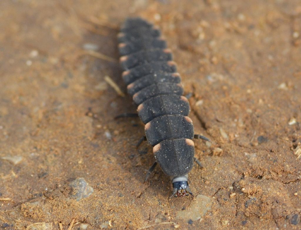 Lampyris noctiluca larva